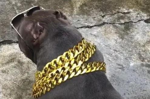 有人为狗狗定制“金项链” 养宠物也“内卷”了吗?