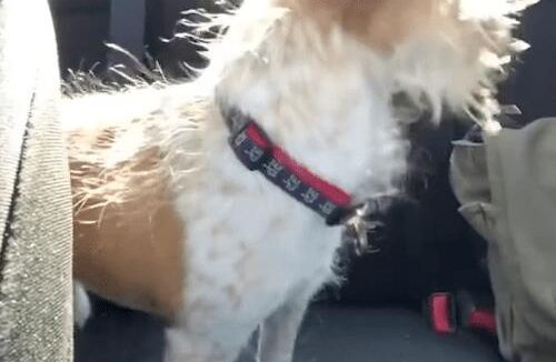 狗的头发静电了，都竖起来了，还以为刚烫完头发呢！