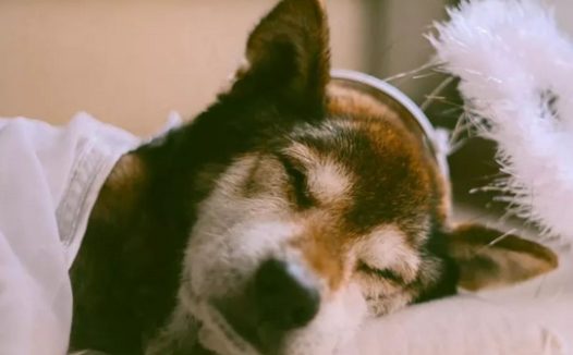 15岁重病柴犬最后的日子躲在家中角落里，主人暖人随同，一起睡木地板。