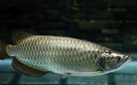 星点龙鱼身份信息