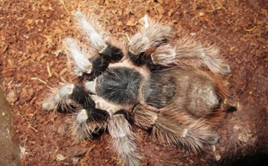 巴西红毛蜘蛛身份信息