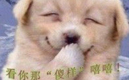 女孩捡回家的流浪小奶狗，狗狗歪着脑袋捂嘴偷笑：你捡到宝了