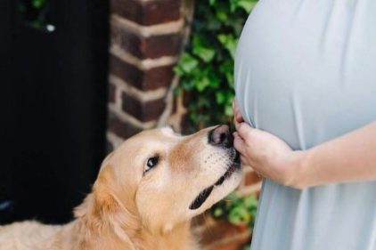因为怀孕，婆婆要送走爱犬。为此天天吵架，真的不能养狗吗