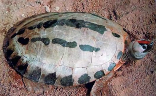 咸水泥彩龟身份信息