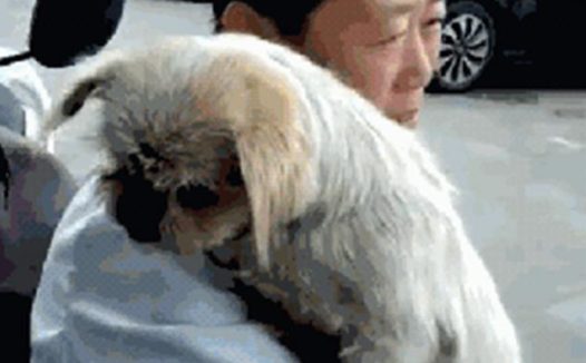 走失8年，狗狗和主人家再度相逢，几眼就认出来