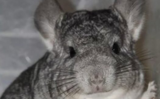 标准灰龙猫身份信息