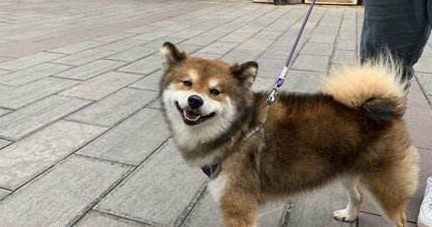 一天吃十几根火腿肠,养不起了!小哥在昆明“通缉”柴犬主人