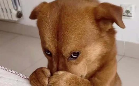 狗狗生平最“恐惧”的事！稍有不慎，就会吓出心脏病