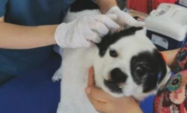 深圳市犬只未嵌入集成ic将被看作无证养犬!