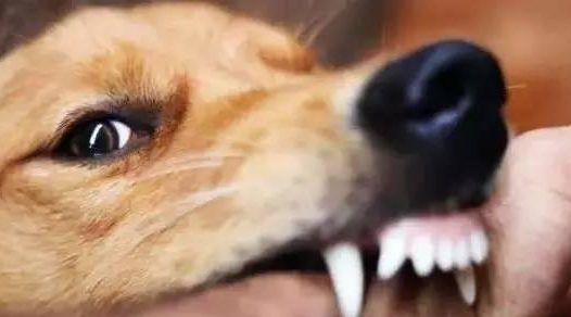 狗狗的4个“禁区”部位，敢摸就敢恼了你！了解一下