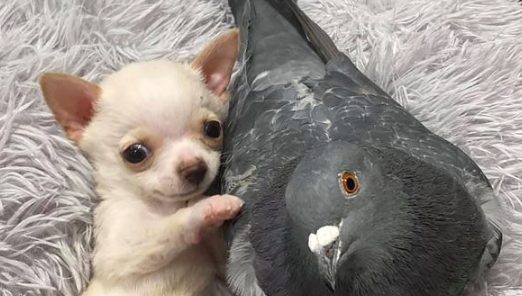 痊愈時刻：不容易走的小狗狗和不容易飞的鸽子变成好朋友