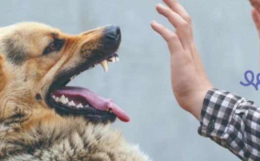 “怀柔一家人”话文明丨文明遛狗要拴绳