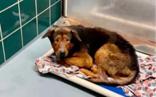 得知要被安乐死,绝望的狗狗彻底放弃了自己,幸运的是……