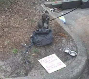 一只宠物犬出外讨饭,弄的和流浪犬一样,她是被遗弃了嘛