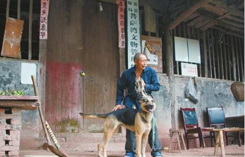 跟狼狗一起当同事 文物几乎零失窃