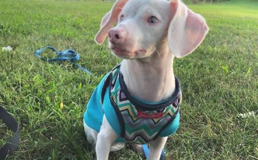 天生残废即看不到也听不到，但它确是有着10万粉絲的“网红狗”