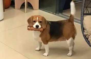 网友只要开启神秘之门,狗子就会乖乖交出赃物!