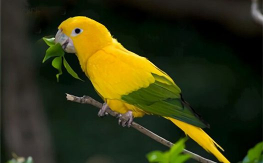 金黄锥尾鹦鹉身份信息