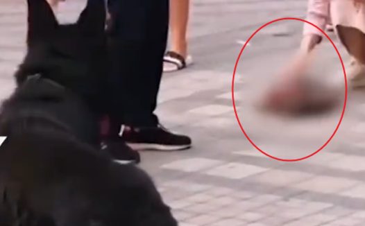大狗咬死未拴绳泰迪，其主人持刀砍死大狗，目击：现场十分凶狠