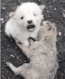 流浪狗宝宝守着同伴哭个不停，“拜托你们，救救它……”