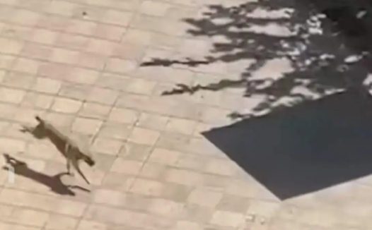 长沙一小区惊现疯狗：疑似有狂犬病多人被咬，至今未找到