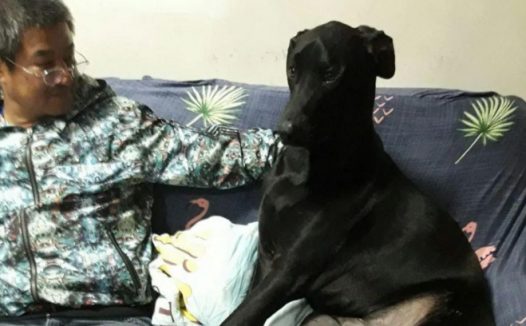 男子被狗狗扇了一巴掌，已经疑惑时，仰头一看却由不得吸了一口气