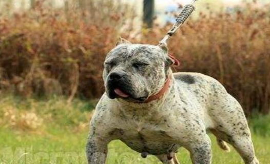 这种犬比比特犬凶猛10倍，却早已灭绝，灭绝原因让人不敢想象