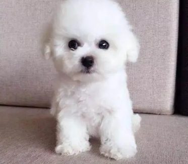 比熊犬——我顽皮、呆萌还可爱!请让我自己度过尴尬期,好吗?