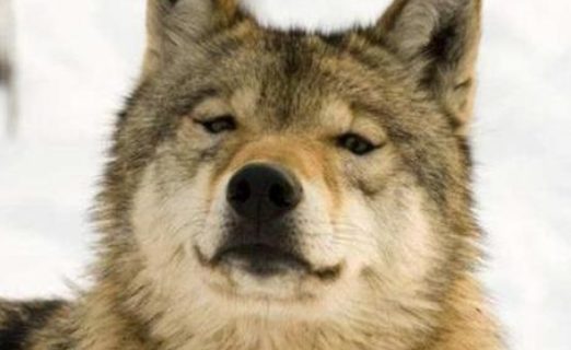 男子收养一只灰狼，它却跟藏獒发生关系，生出小狗后，模样很喜人！