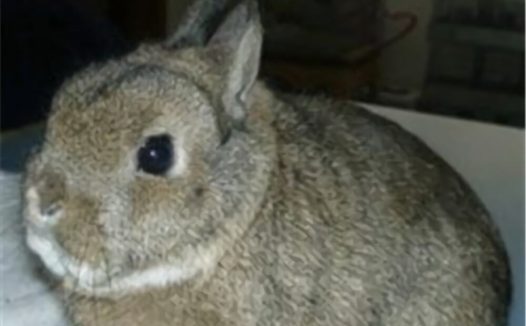 波兰兔身份信息