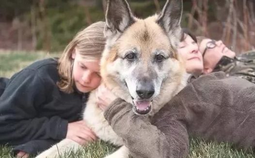 原先长寿狗狗常有“特点”，要是保证这几个方面，就能让它长伴上下！