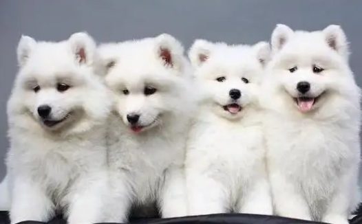 女子热衷于训练小奶狗，队伍整齐有序，但是~