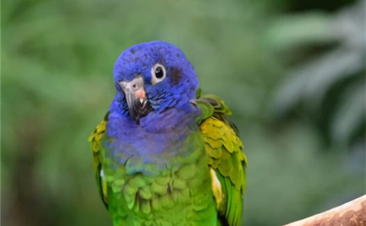 蓝头金刚鹦鹉身份信息