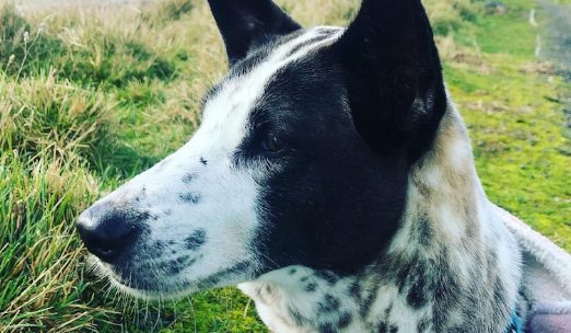 斥巨资!澳女为见爱犬不惜花重金包机抵澳!飞机座位可售,以抵消部分成本!