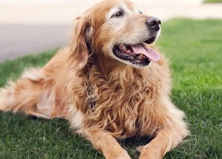 FDA批准犬用口服驱虫药Credelio Quattro,可预防六种寄生虫