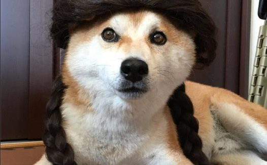 铲屎官买来假发给自家柴犬打扮了一番, 这造型太美, 柴犬都看懵了