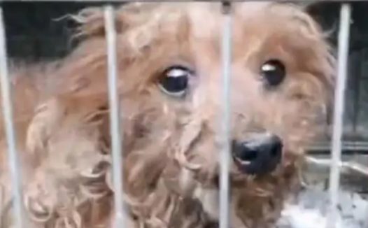 长期被虐待,活得不如流浪狗的泰迪,获救后的吃相让人心酸