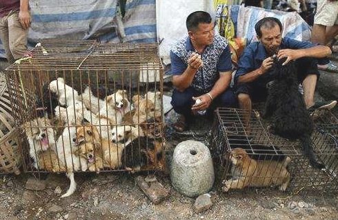 土狗看到路人就吠，为什么见了偷狗贼害怕不出声？