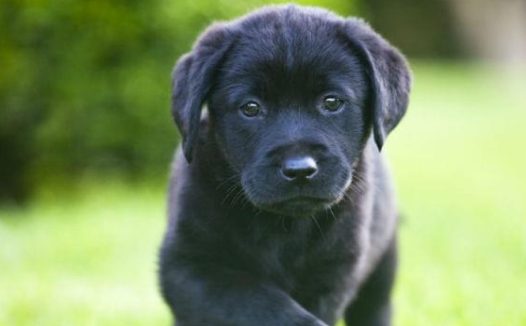 安顺养狗需要办狗证吗 | 城市养狗快乐还是困扰?