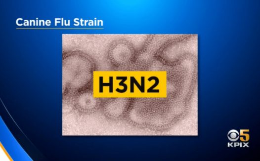 狗流感爆发,南加800只狗被传染,7只狗已死亡…专家说扩散到湾区只是时间问题