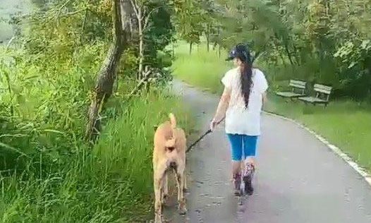 贪吃高山犬壮硕似牛 内心却是爱哭过小孩子