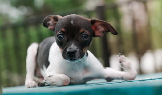 狗狗脚掌夸张弯曲“90度上下颠倒”手术后终于重获新生