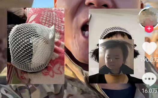 宠物狗送去驯化成网红,被要求签“百万赔偿合同”