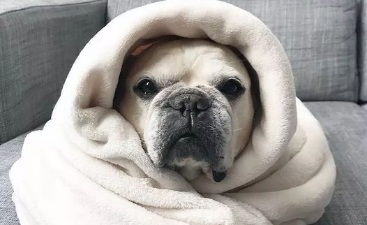 这些年被包囊起來的斗牛犬：它溫暖了你，你溫暖了它的心！