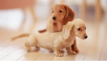 警察有权检查狗证吗 | 办了养狗登记证别忘年审！济南槐荫彻查“狗证”不合格犬只