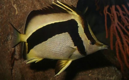 镰蝴蝶鱼身份信息