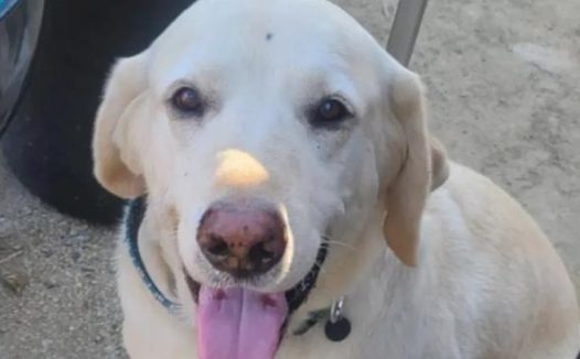 主人遇到毒蛇，狗狗救下主人后它却中毒