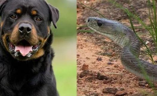 宠物犬对着沙发吠叫,还不让主人靠近,原来竟藏着一条黑曼巴毒蛇