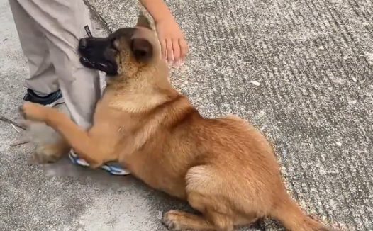 狗狗抱住小男孩就是不走，视频引发热议