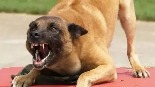 狼犬发狂咬了 1 岁女婴的脸，后连咬 7 人！连主人也没放过